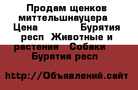 Продам щенков миттельшнауцера › Цена ­ 20 000 - Бурятия респ. Животные и растения » Собаки   . Бурятия респ.